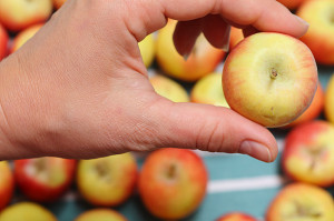 Crimson Gold Mini Apple Pie Bites